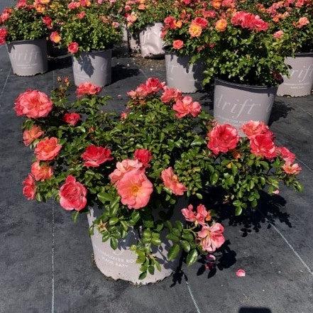 Rosa ‘Meiggili' PP18,542 - Peach Drift® Rose