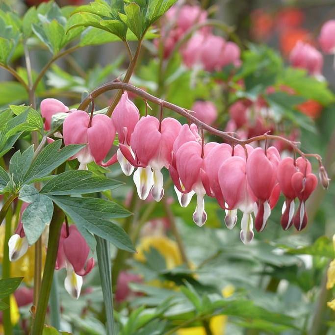 Dicentra eximia - Fern-Leaf Bleeding Heart