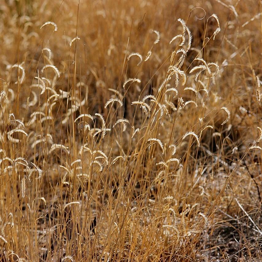 Bouteloua gracilis 'Blonde Ambition' - 'Blonde Ambition' Blue Grama
