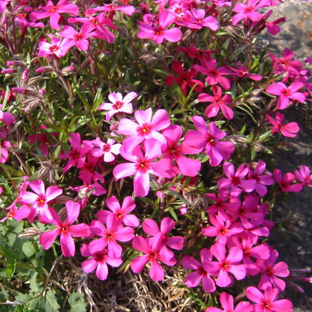 Phlox subulata 'Scarlet Flame' - Scarlet Flame Creeping Phlox