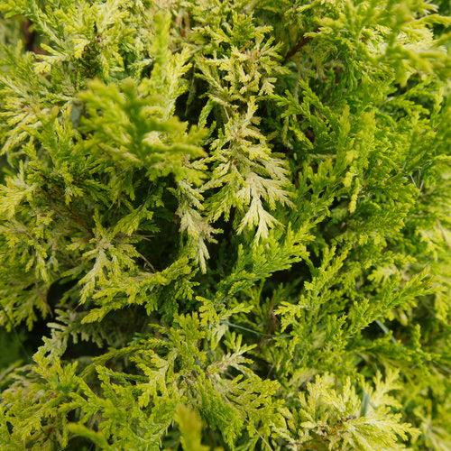 Chamaecyparis pisifera 'FARROWCGMS' - Soft Serve® Gold False Cypress