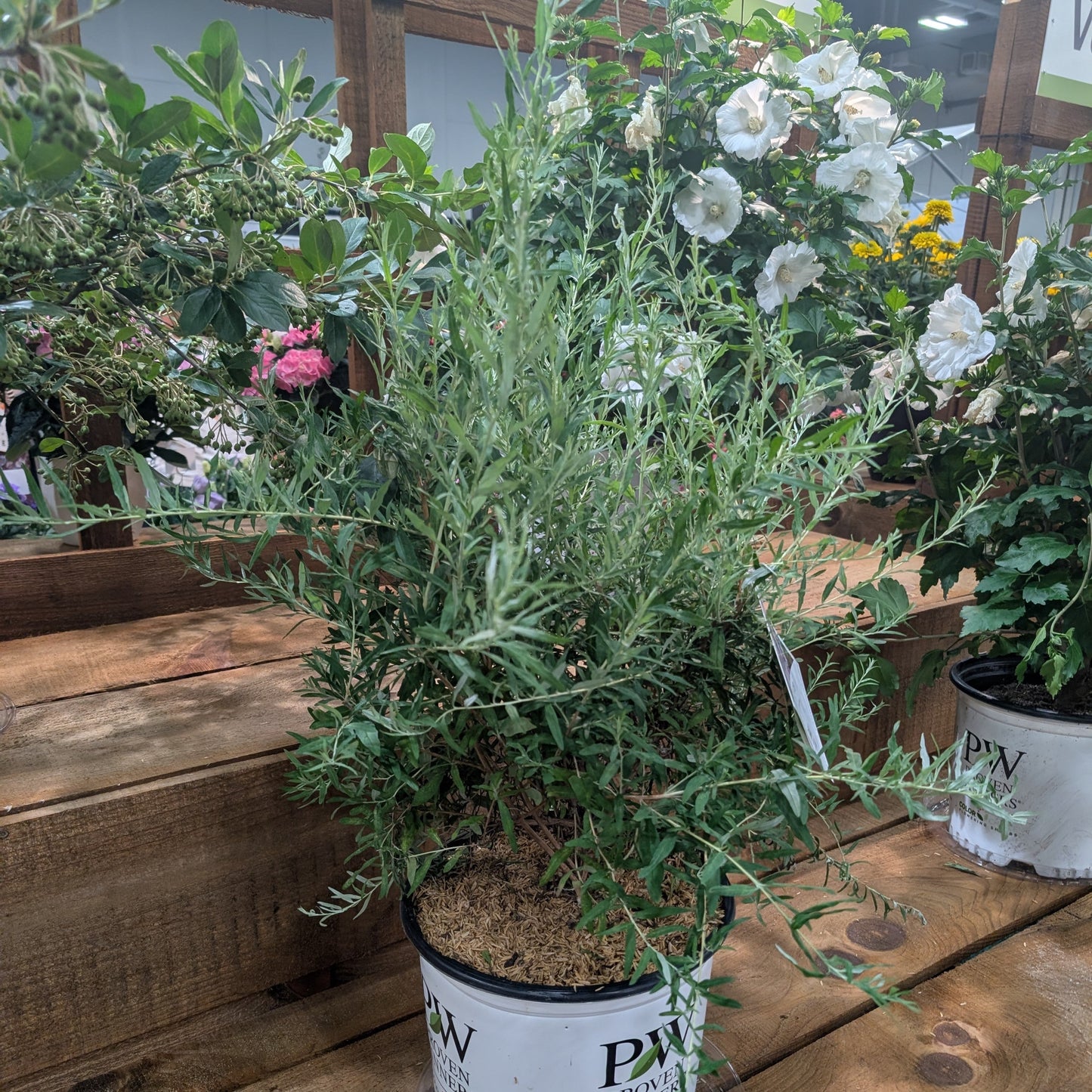 Buddleia alternifolia 'Mop Top’ - Mop Top™ Fountain Butterfly Bush