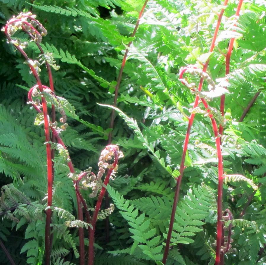 Athyrium filix-femina var. angustum 'Lady in Red' - Lady in Red Fern, Northern Lady Fern