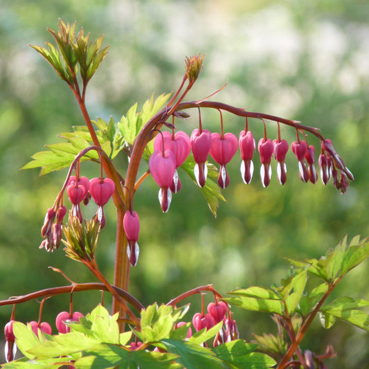 Dicentra spectabilis 'Gold Heart' - Gold Heart Bleeding Heart