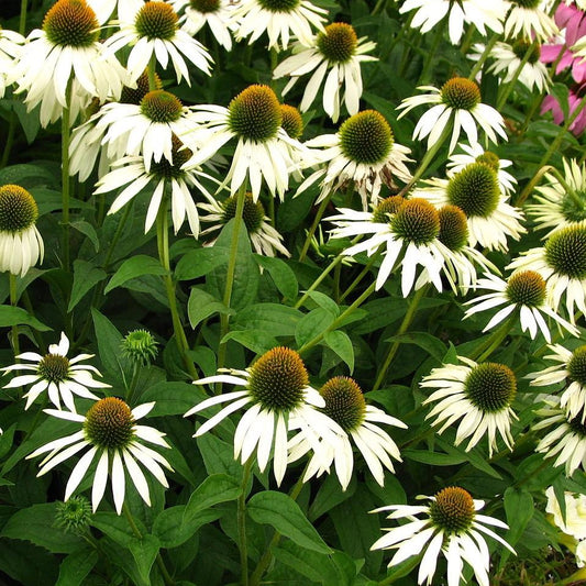 Echinacea purpurea 'White Swan' - White Swan Echinacea, Coneflower