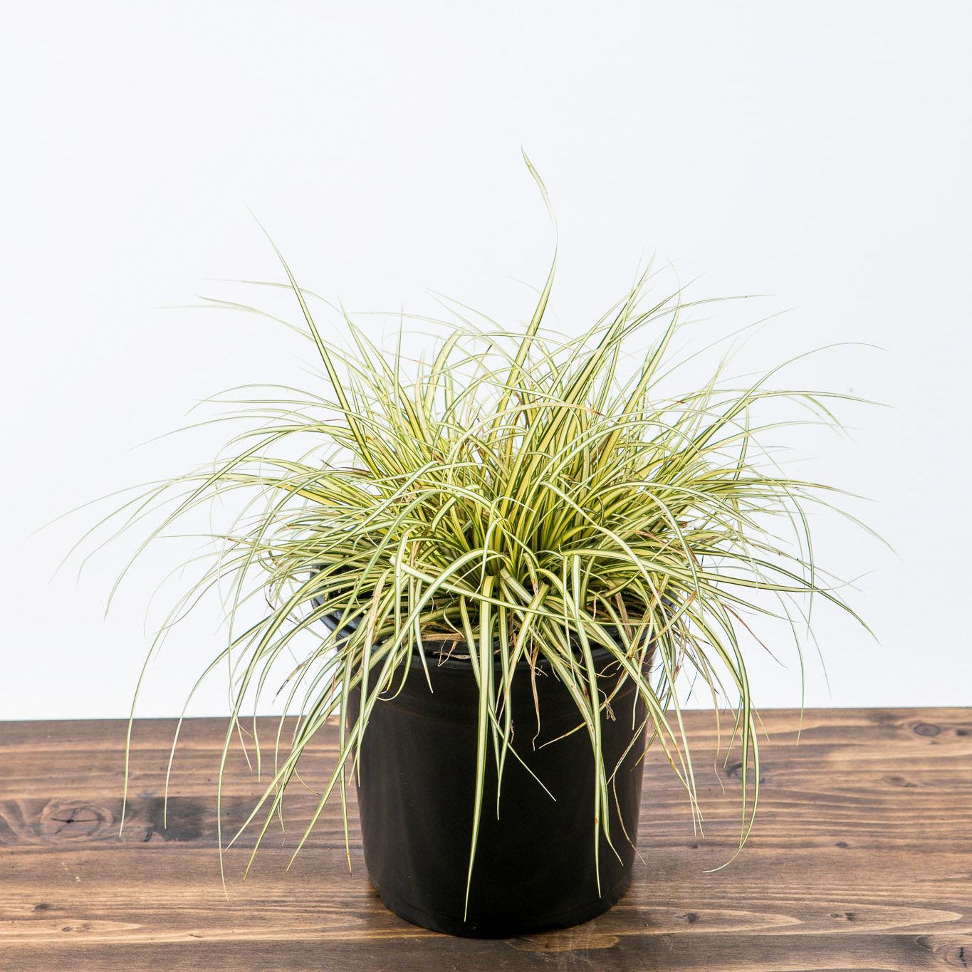 Carex oshimensis 'Evergold' - Evergold Variegated Sedge
