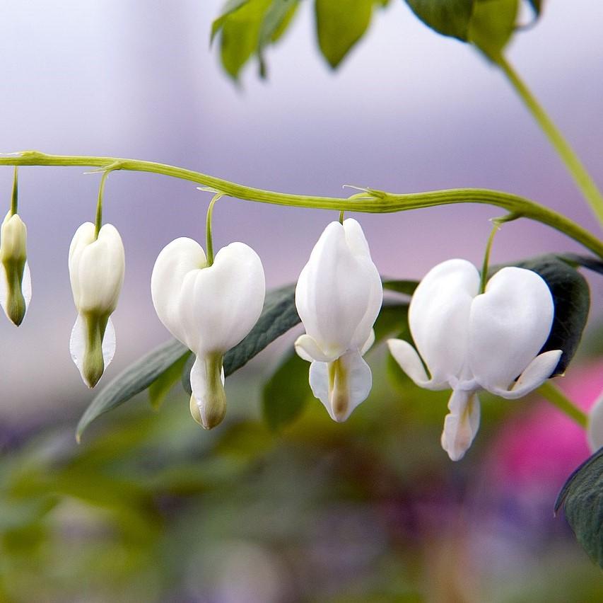 Dicentra spectablis 'Alba' - White Bleeding Heart