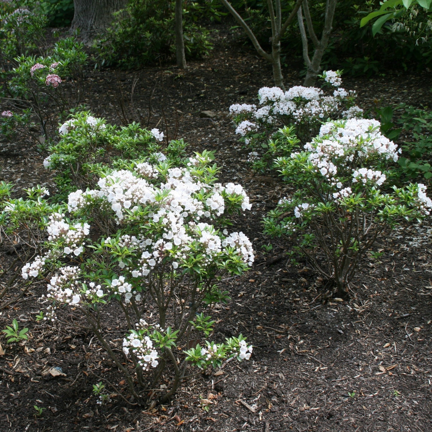 Kalmia latifolia 'Elf' - Elf Mountain Laurel