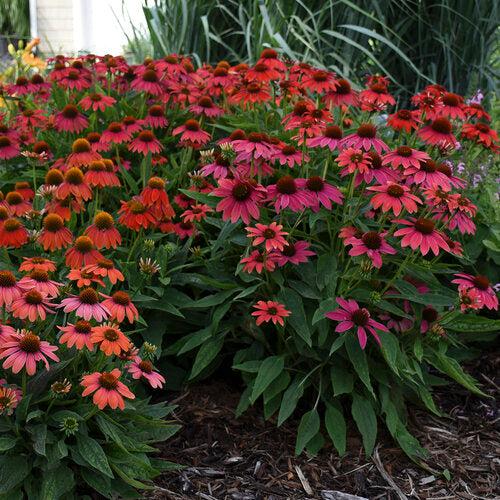 Echinacea 'Firefinch' - PW® Summersong™ Firefinch™ Coneflower