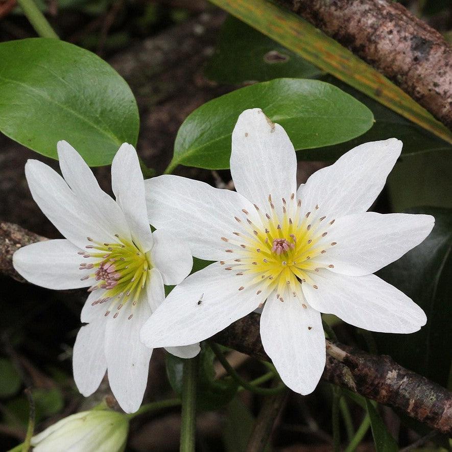 Clematis paniculata - Autumn Clematis