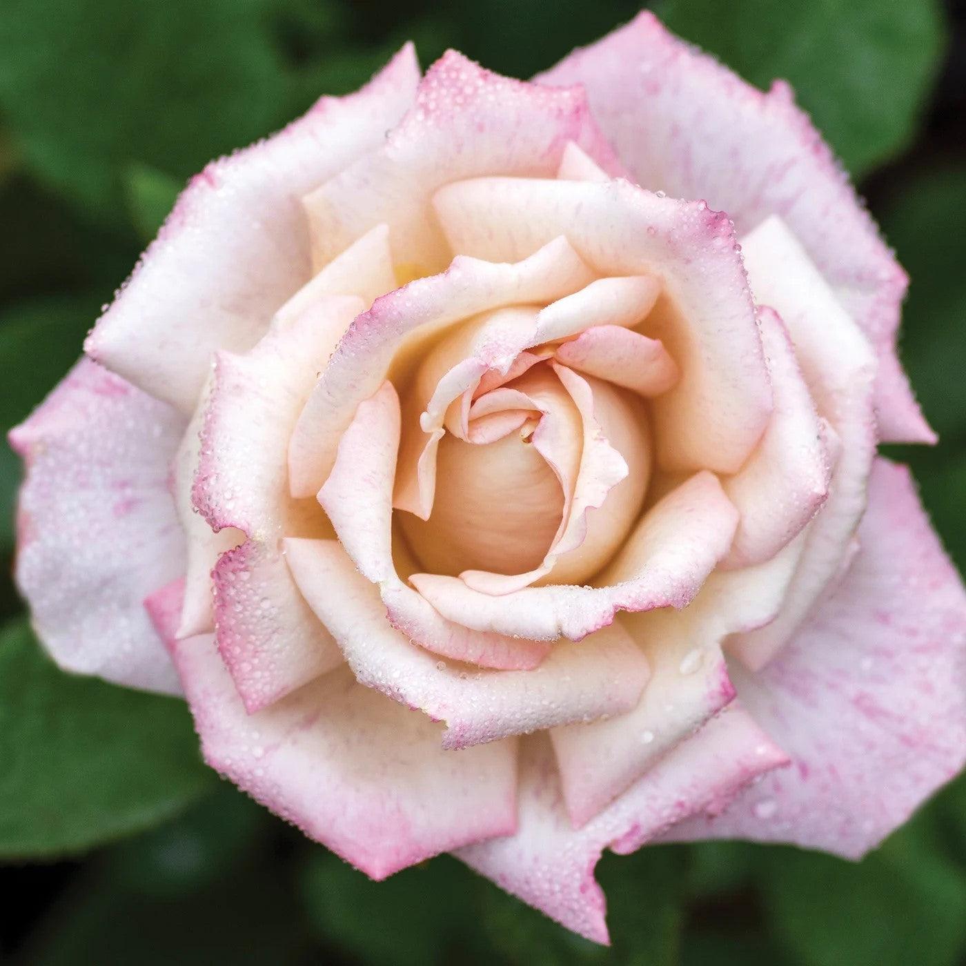 Rosa 'Meivanae' - Pinkerbelle™ Rose