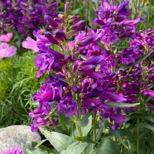 Penstemon 'Pristine Lilac Purple' - Pristine Lilac Purple Beardtongue