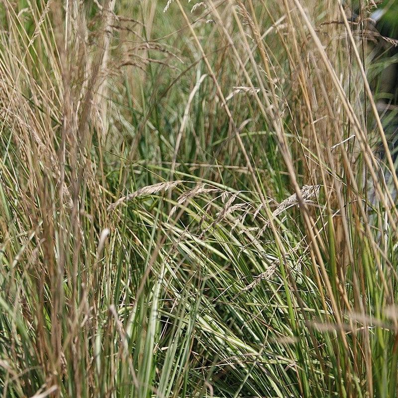 Calamagrostis x acutiflora 'Avalanche' - Avalanche Feather Reed Grass