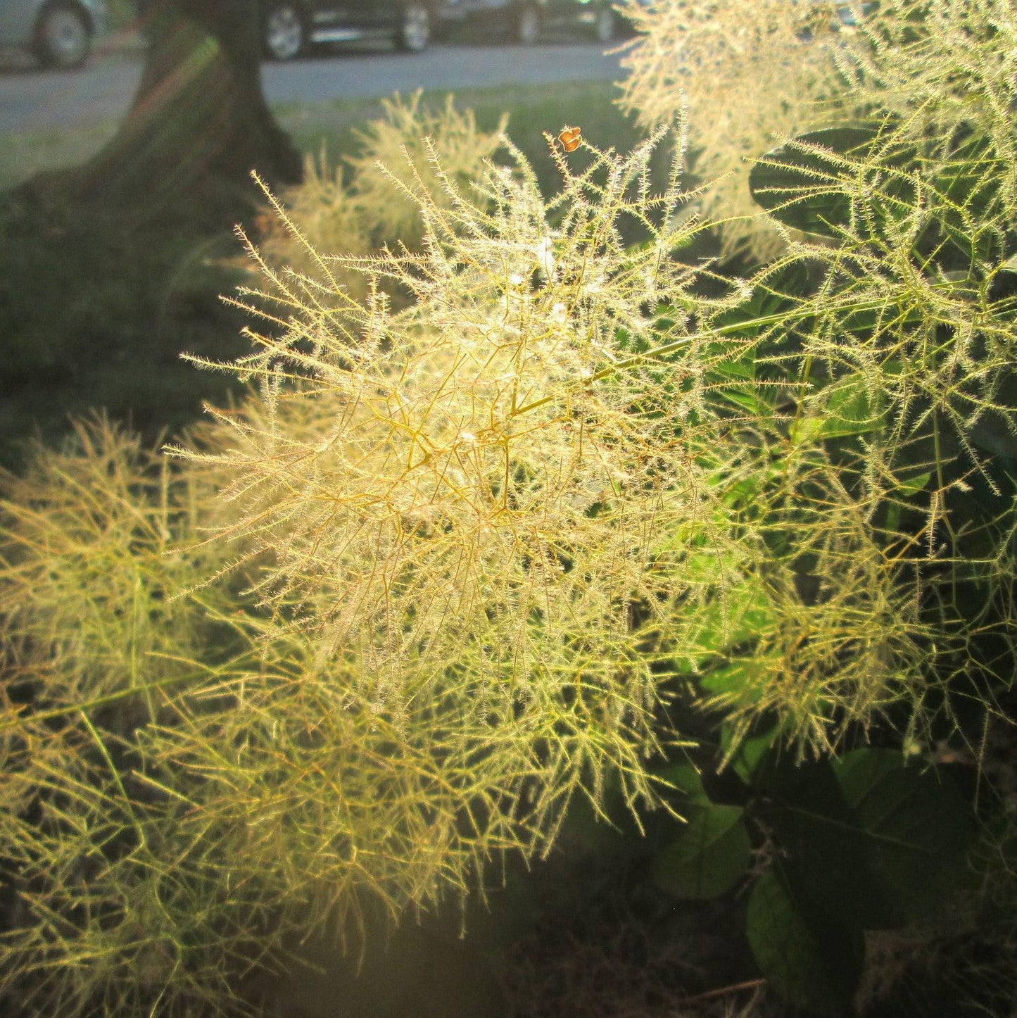 Cotinus coggygria 'MINCOJAU3' - Winecraft Gold® Smokebush