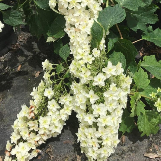 Hydrangea quercifolia 'Snowcicle' - Snowcicle Hydrangea