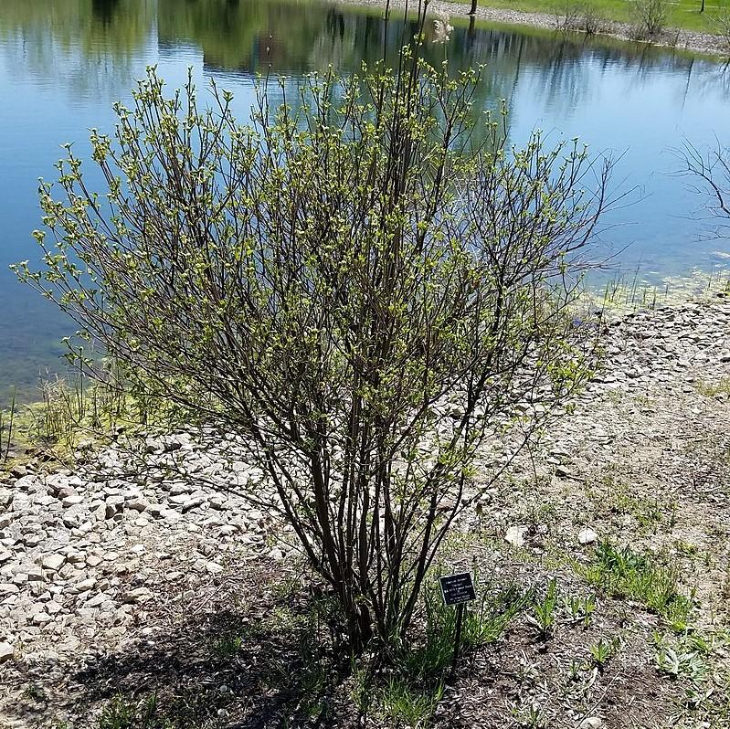 Viburnum dentatum 'Christom' - Blue Muffin® Arrowwood Viburnum