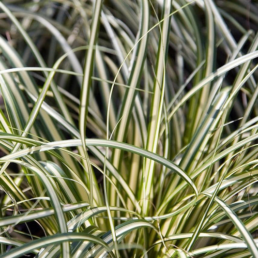 Carex oshimensis 'Evergold' - Evergold Variegated Sedge