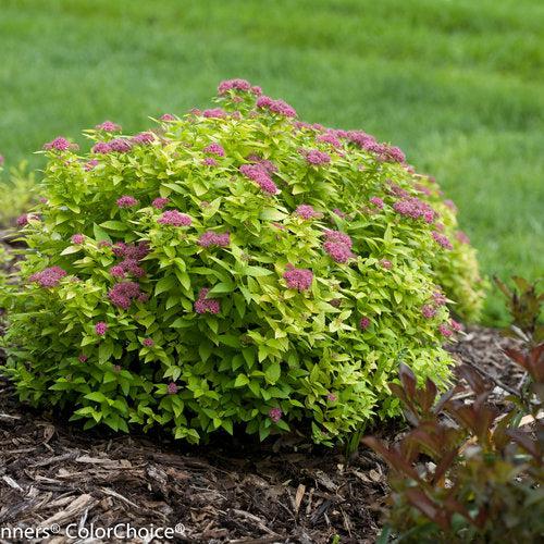 Spiraea japonica 'Yan' - Double Play® Gold Spirea