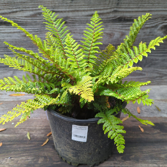 Polystichum polyblepharum - Tassel Fern