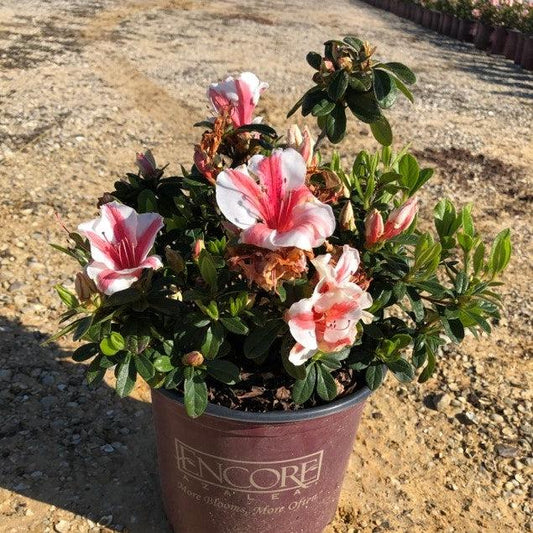 Rhododendron ‘Robleze’ - Encore® Autumn Starburst™ Azalea