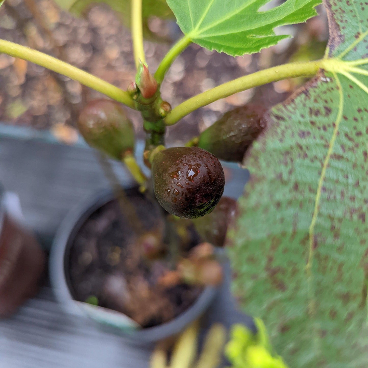 Ficus carica 'Majoam' - 'Little Miss Figgy' Fig