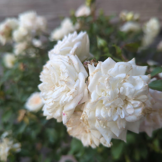 Rosa 'Meizorland’ PP#28,054 - White Drift® Rose
