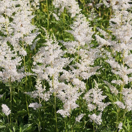 Astilbe chinensis 'Vision in White' - Vision in White Chinese Astilbe