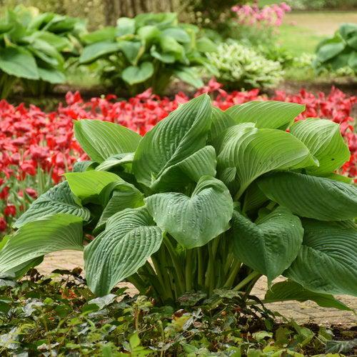 Hosta 'Empress Wu' PP20774 - PW® Shadowland® Empress Wu Hosta