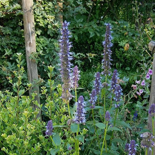 Agastache foeniculum - Anise Purple Hyssop