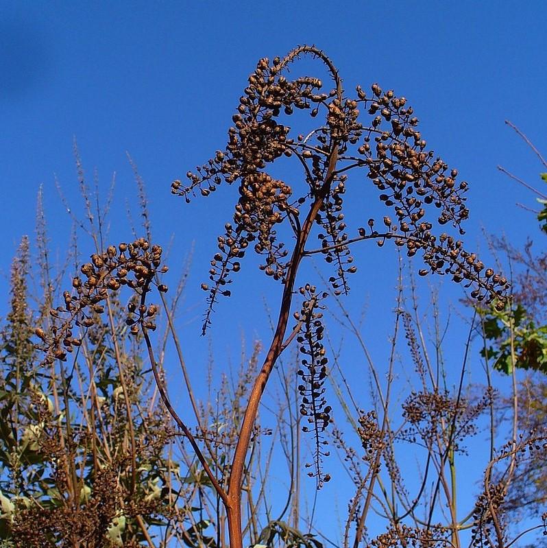 Actaea racemosa - Black Cohosh