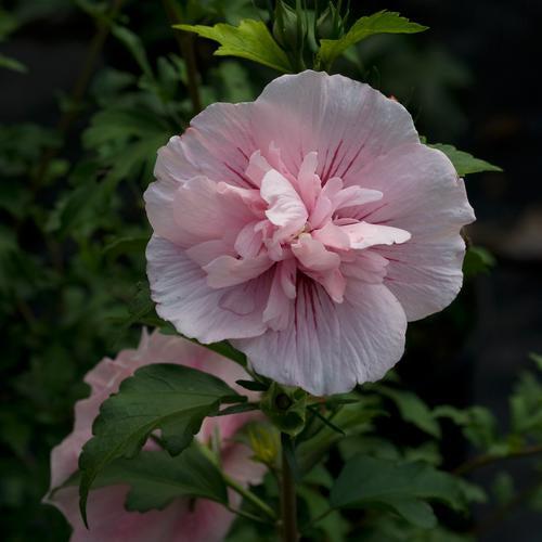 Hibiscus syriacus 'JWNWOOD4' USPP 24,336 - Pink Chiffon® Rose of Sharon