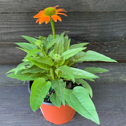 Echinacea 'PAS1308374' - Artisan™ Soft Orange Coneflower