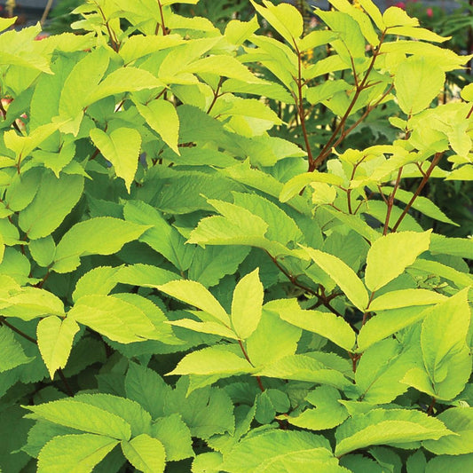Aralia cordata 'Sun King' - Sun King Golden Japanese Spikenard