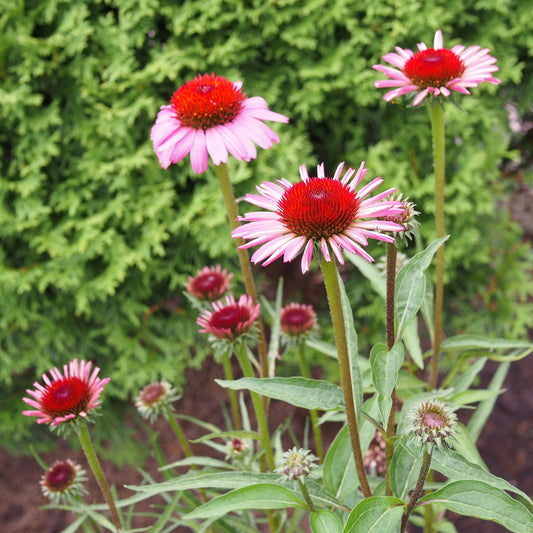 Echinacea purpurea 'Rubinstern' - Ruby Star Echinacea