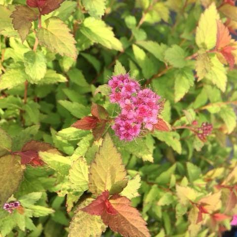 Spiraea japonica 'Matgold' - Bloomin' Easy® Pop Rocks® Rainbow Fizz™ Spirea
