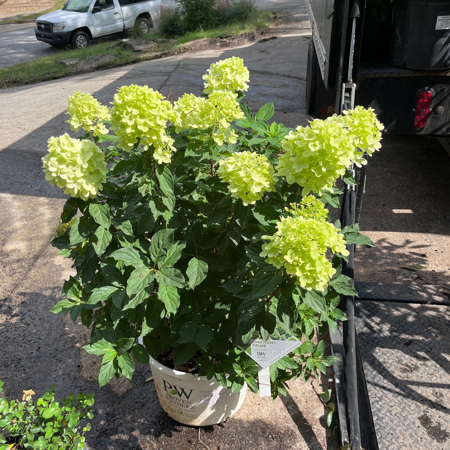 Hydrangea paniculata 'SMNHPPH' - Proven Winners® Limelight Prime® Hydrangea