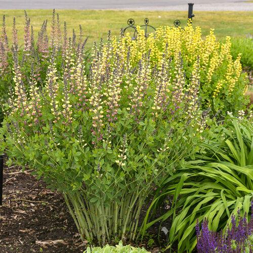Baptisia 'Pink Lemonade' PP30,669 - PW® Decadence® Deluxe Pink Lemonade False Indigo