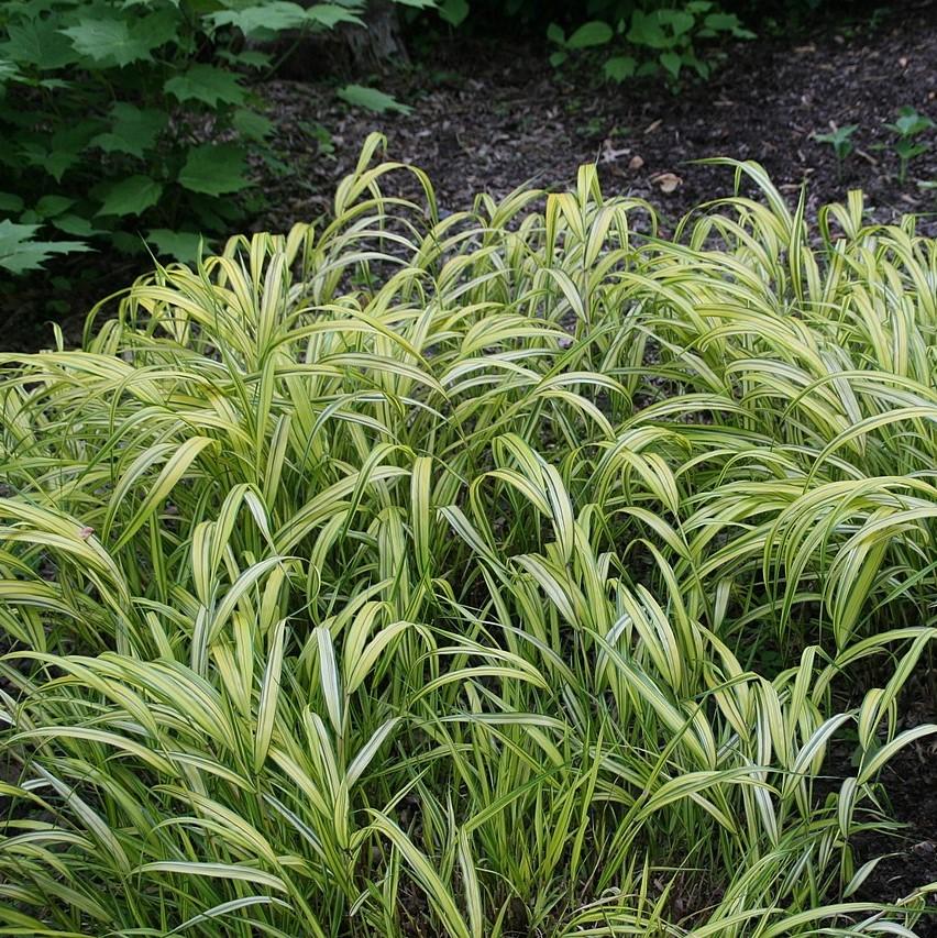 Hakonechloa macra 'Aureola' - Golden Japanese Forest Grass, Hakone Grass
