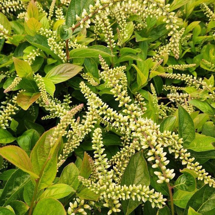 Itea virginica 'SMIHGRS' - Fountains of Rouge™ Sweetspire
