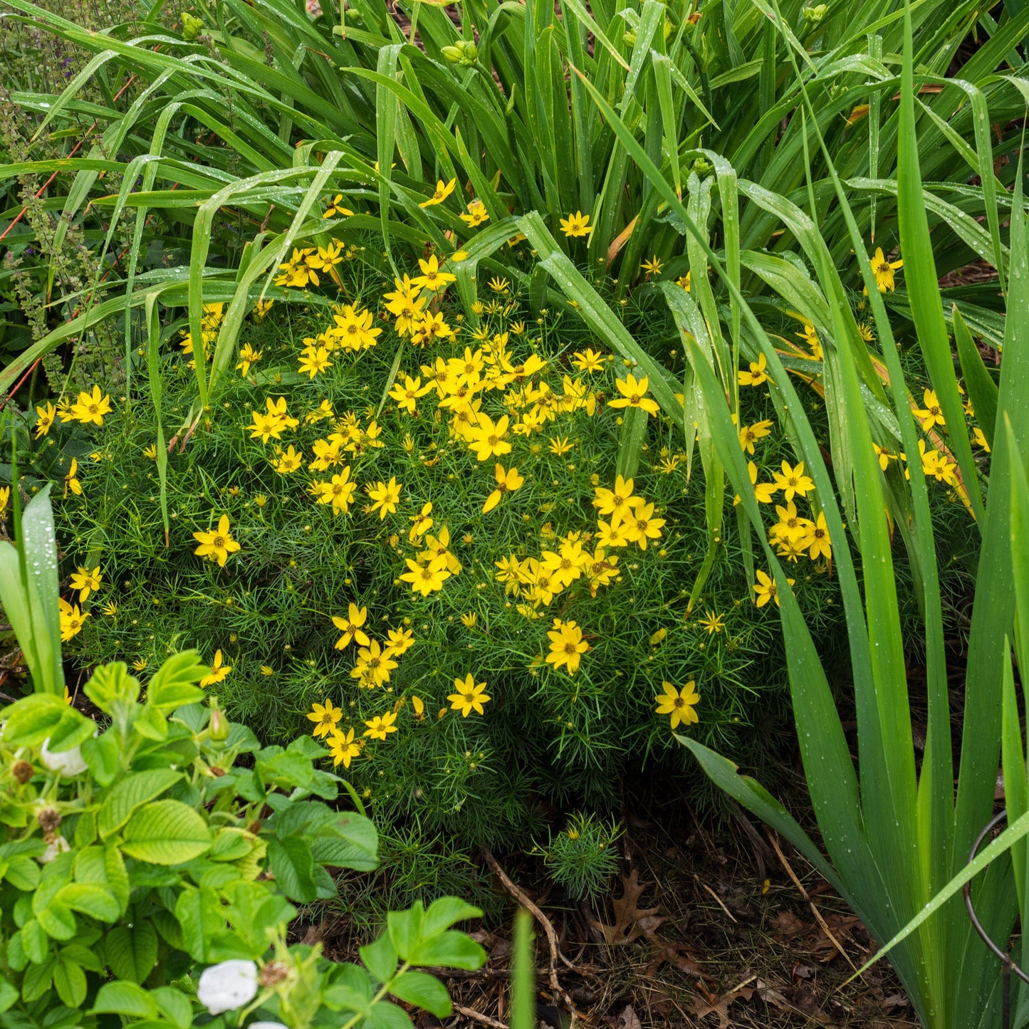 Coreopsis verticillata 'Zagreb' - Zagreb Threadleaf Tickseed