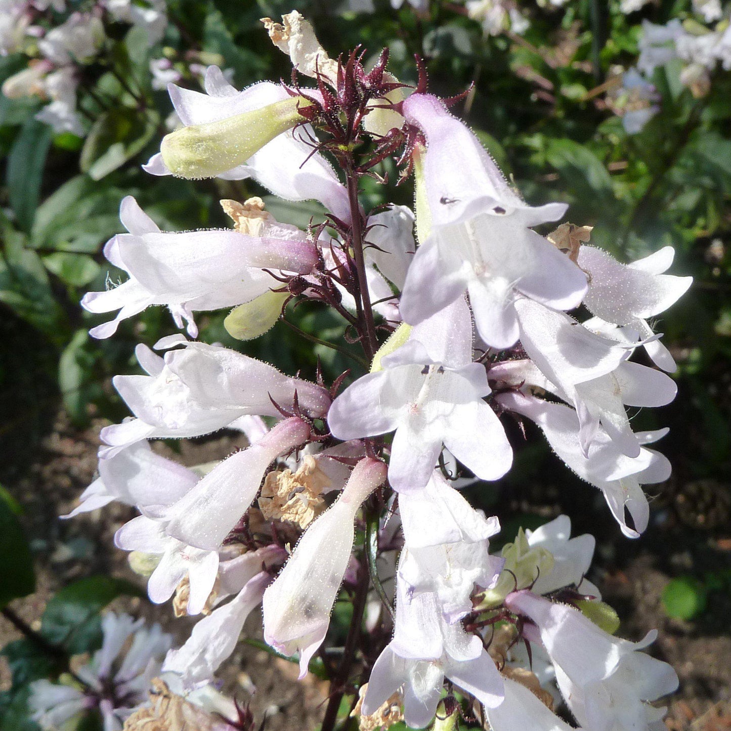 Penstemon digitalis 'Husker Red' - Husker Red Beardtongue