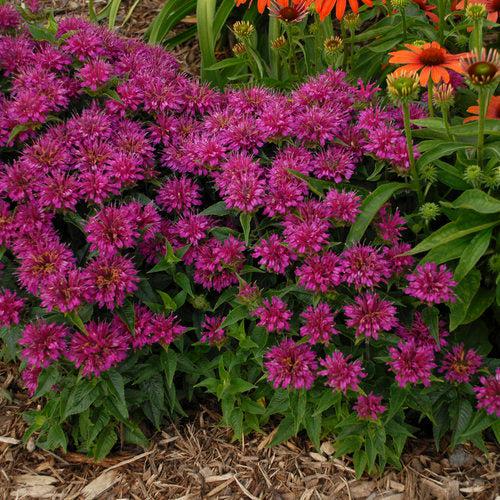 Monarda didyma 'Pardon My Purple' - Pardon My Purple Bee Balm