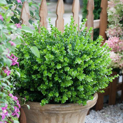 Buxus microphylla 'Bulthouse' - Sprinter® Boxwood