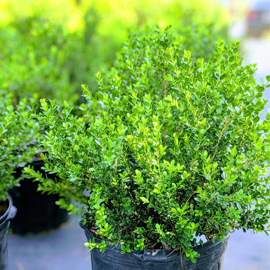 Buxus microphylla japonica 'Gregem' - Baby Gem™ Boxwood