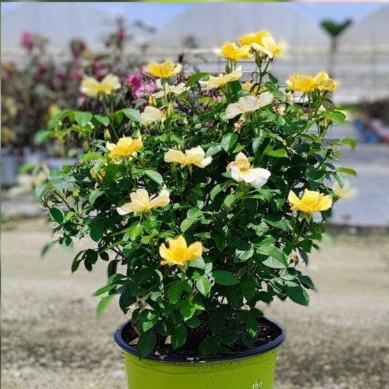 Rosa 'SRPylwko' PP 35,465 - Easy Bee-zy™ Knock Out® Rose
