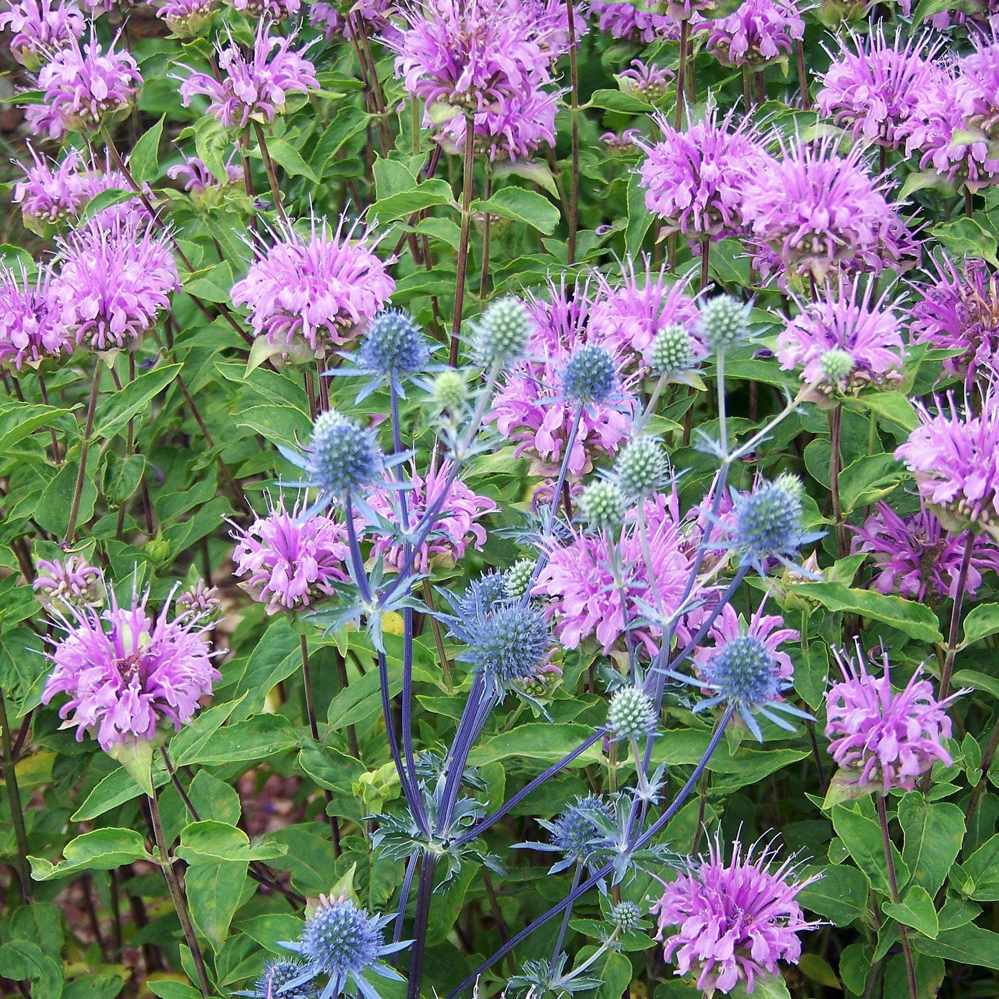 Monarda 'Blue Moon' - Sugar Buzz® Blue Moon Bee Balm