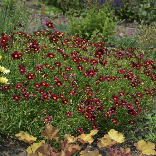 Coreopsis x 'Mercury Rising' - Big Bang™ Mercury Rising Tickseed