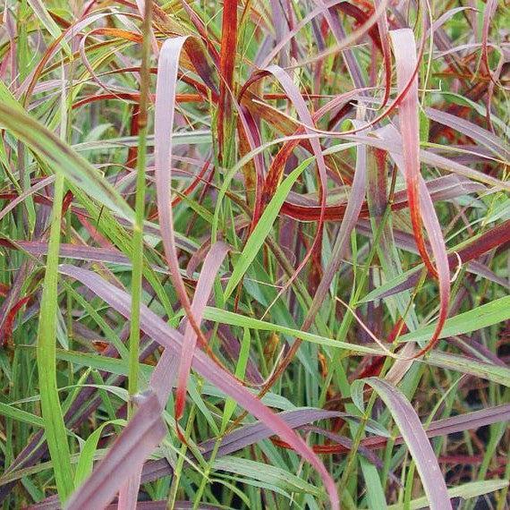 Panicum virgatum 'RR1' - Ruby Ribbons™ Switch Grass