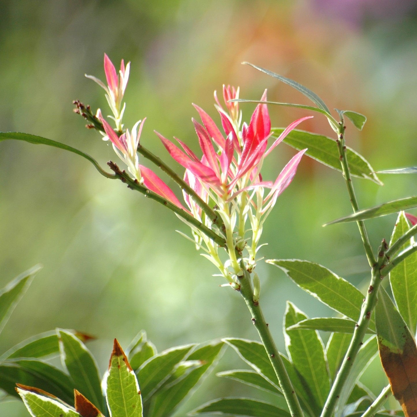 Pieris japonica 'Flaming Silver' - Flaming Silver Pieris