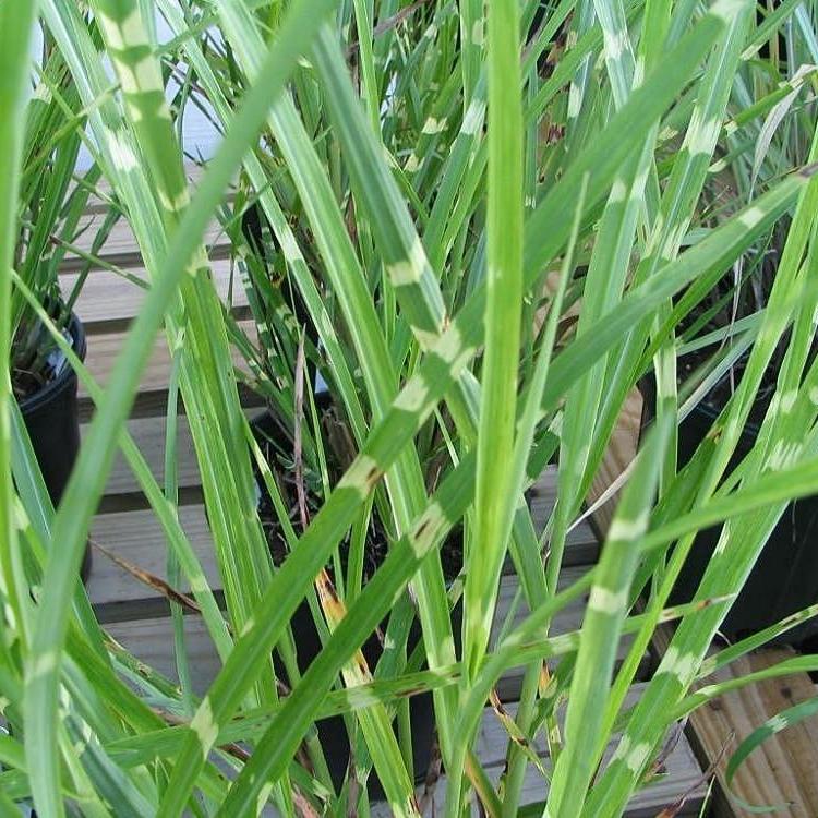 Miscanthus sinensis 'Strictus' - Porcupine Grass